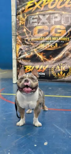 Cobertura American Bully - macho disponível