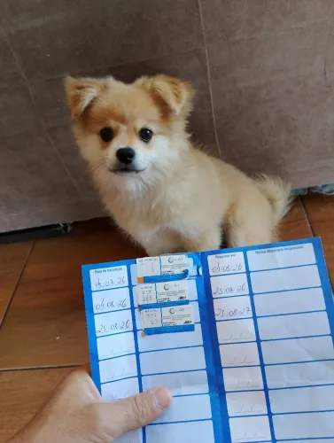 Spitz Alemão Macho Filhote
