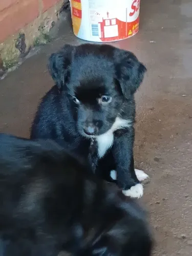 Doação de pets 