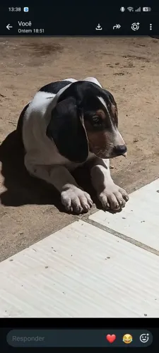 Cachorro americano