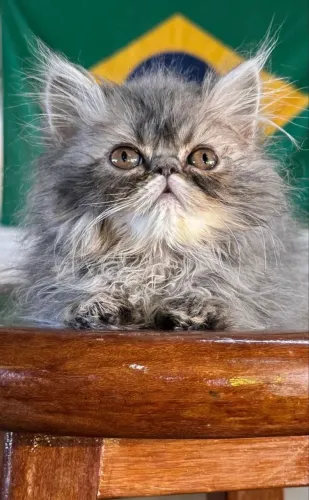 Filhotes gatos persa