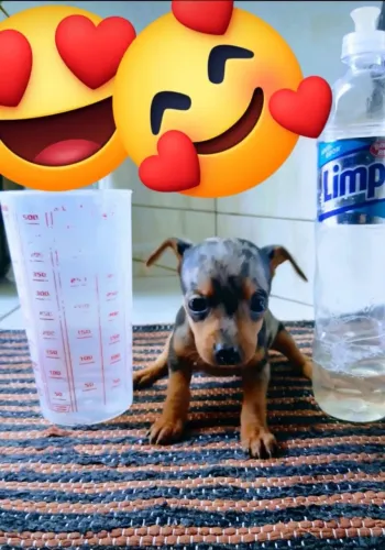 Vendo filhotes de pinscher 