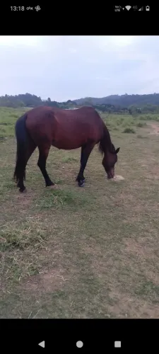 Egua marchadeira prenha