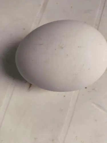 Ovos galados de ganso e perú