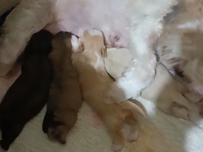 #shihtzu