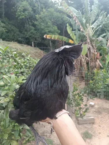 pintinhos Ayam Cemani