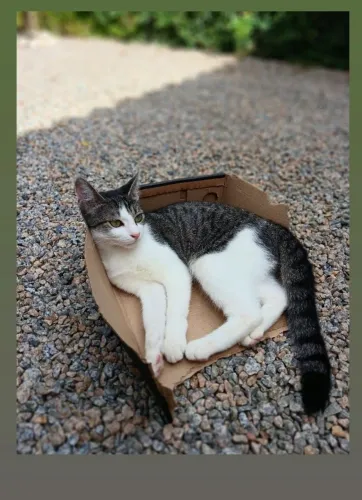 Gata Fêmea - Aprox. 10 meses
