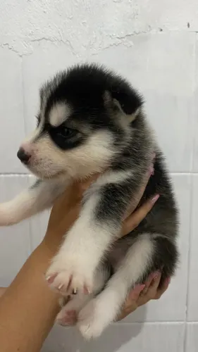 Husky Siberiano 