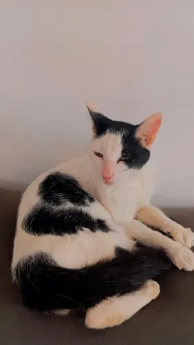 Doação de gato