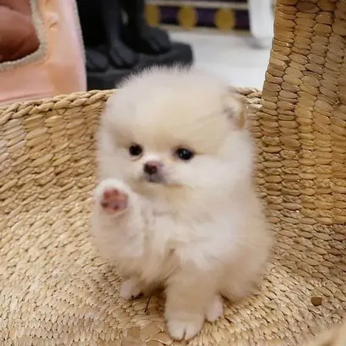 Filhote Spitz Alemão, Não Perca Essa Oportunidade!