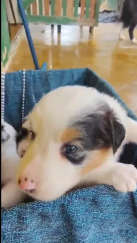 Cachorrinhos Boder Colie Blue Merlin