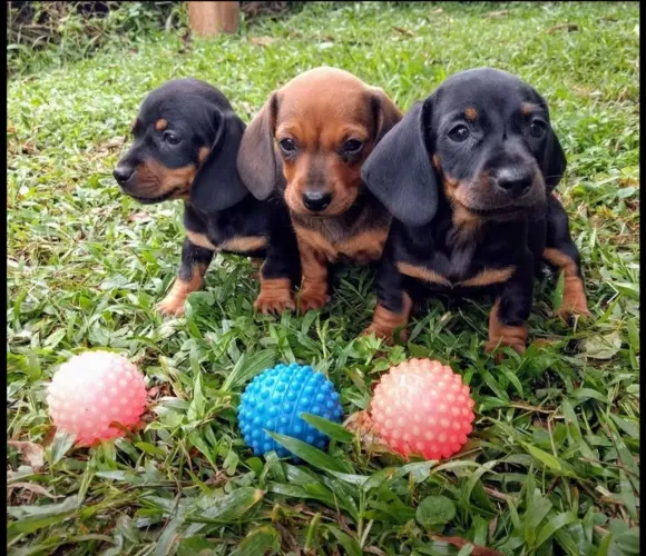 CoFap /basset dachshund/