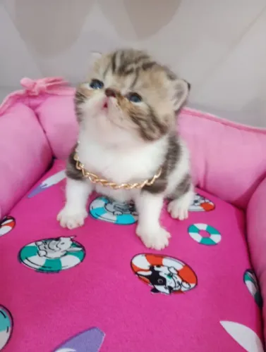 Gatinho persa exótico