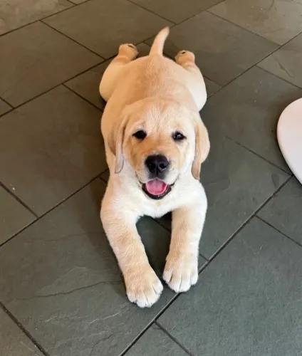 Labrador inglês