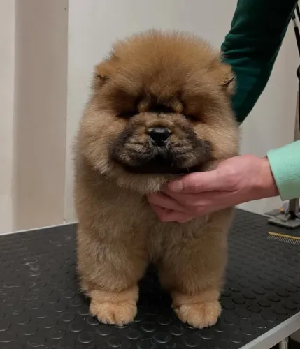 Filhotes de Chow Chow | Fofura que dá vontade de apertar.