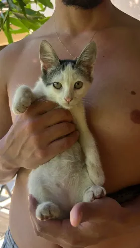 Gatos para adoção