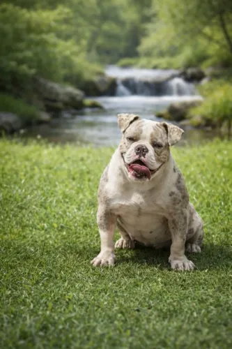 American Bully micro matriz tri Merle