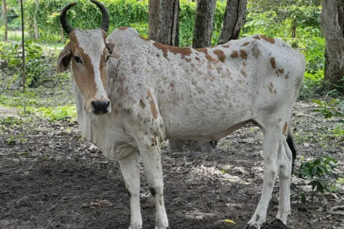 Vendo Gado para apuro ou recria Caxias/MA