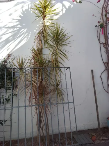 Doação de planta.