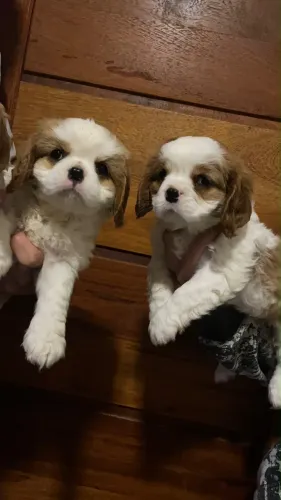 Cavalier filhotes com pedigree