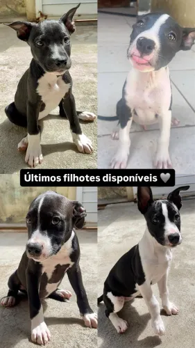 Filhotes Pitbull 2 meses 