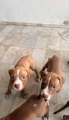 Pitbull