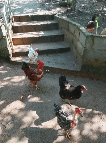 Galinhas pra venda e casal de marrecos