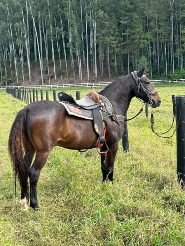 Cavalo Mangalarga Marchador - Marcha Picada