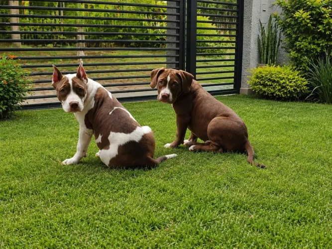 Filhotes de Pit Monsters x Pitbull