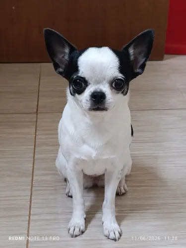 Chihuahua Macho Pelo Curto 