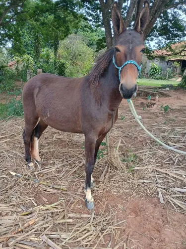 mula boa de serviço
