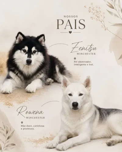 Filhotes Husky siberiano