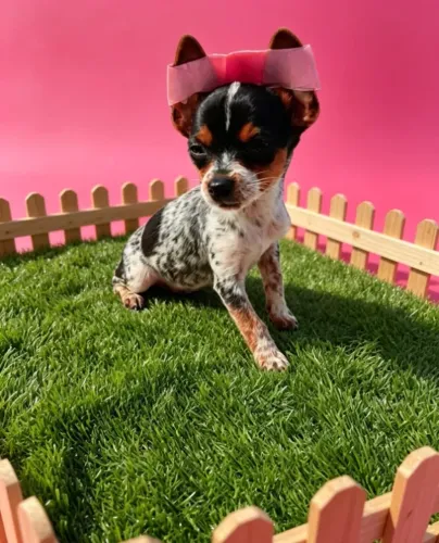 Uma Pequena Estrela para Sua Família
