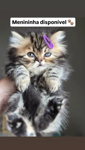Gato Persa