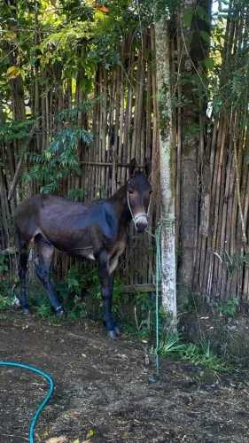 Burro preto
