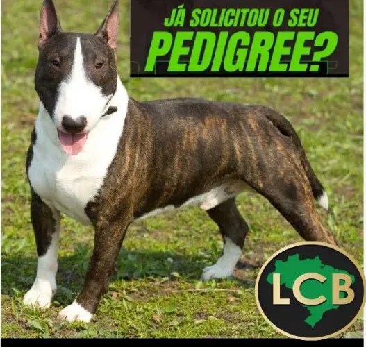 Peça já o Pedigree do seu cão de Raça!!