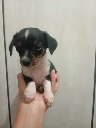 Cachorro