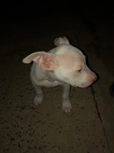 Vende-se pit bull