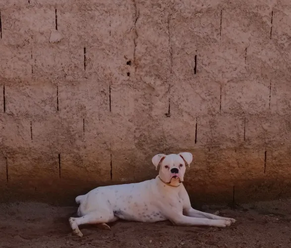 Boxer vendo ou troco