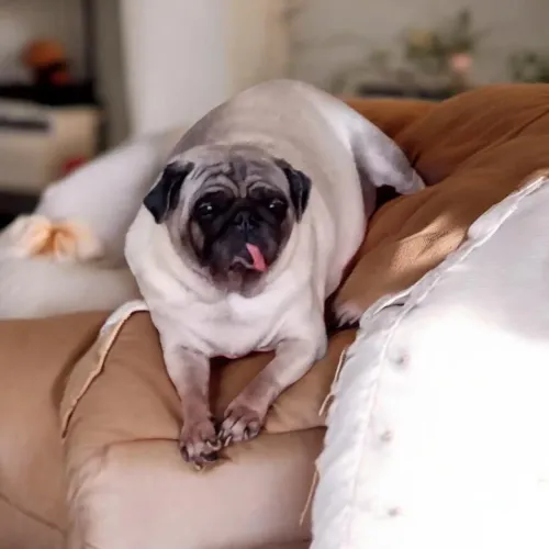 Estou à procura de um Pug lindão para cruzar com a minha princesa Amora!