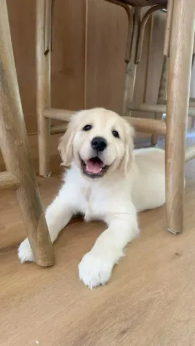 Golden Retriever Cachorrinho para quem procura um verdadeiro companheiro