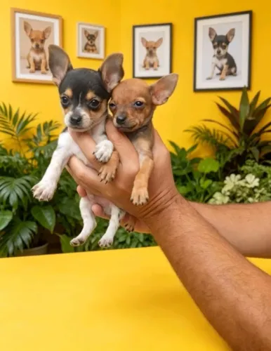 Filhote Pinscher top