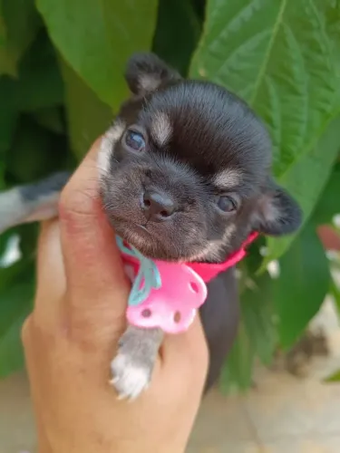 Chihuahua Pelo Curto fêmea Linhagem importada