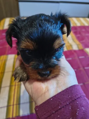 2 cachorros machos 40 dias