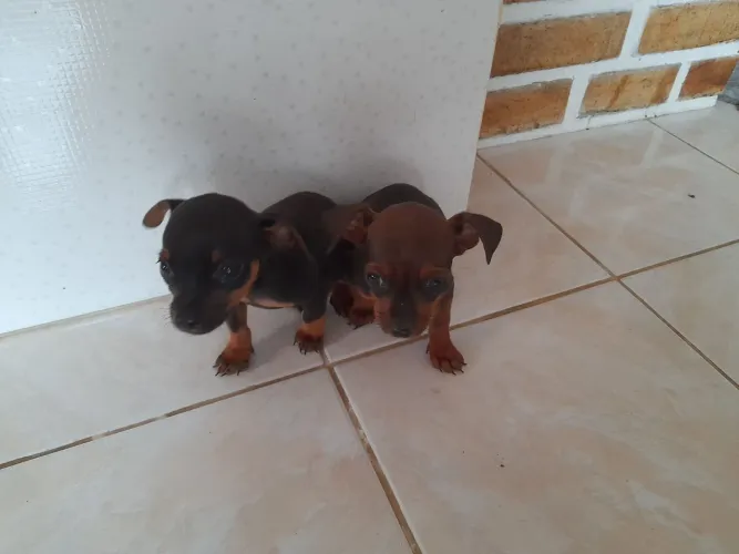 Filhotes Pinscher 