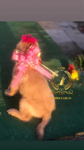 Golden Retriever Belissima do @CanilNobrezaReal