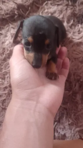 Pinscher