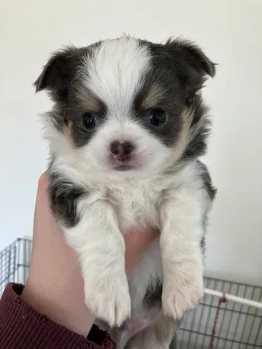 Chihuahua adorável 