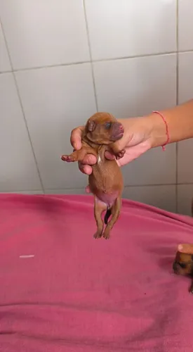 Filhote de Pinscher N1