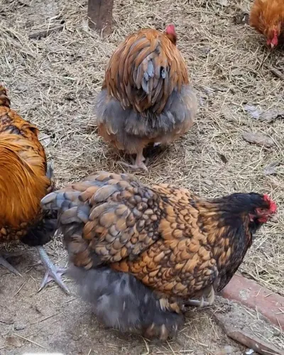 Ovos galados de galinhas Orpignton